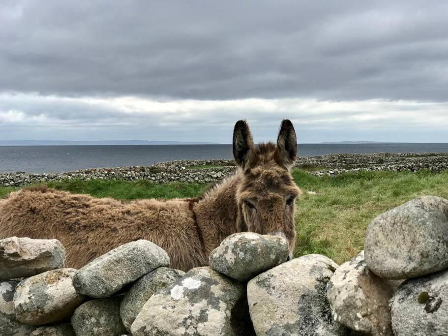 Curlews Rest - Gateway To The Aran Islands Διαμέρισμα Γκάλγουεϊ Εξωτερικό φωτογραφία